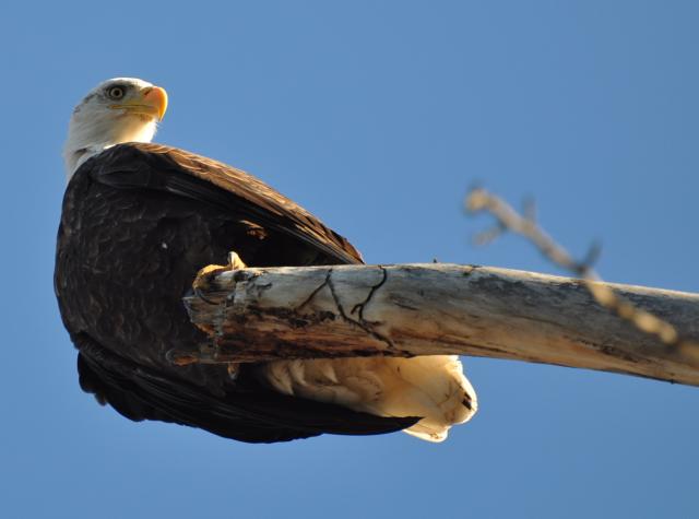 Bold eagle